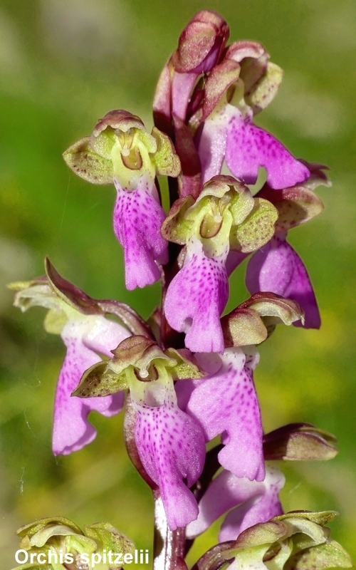 Una giornata tra le orchidee da Villetta Barrea a Scanno - 16 giugno 2021